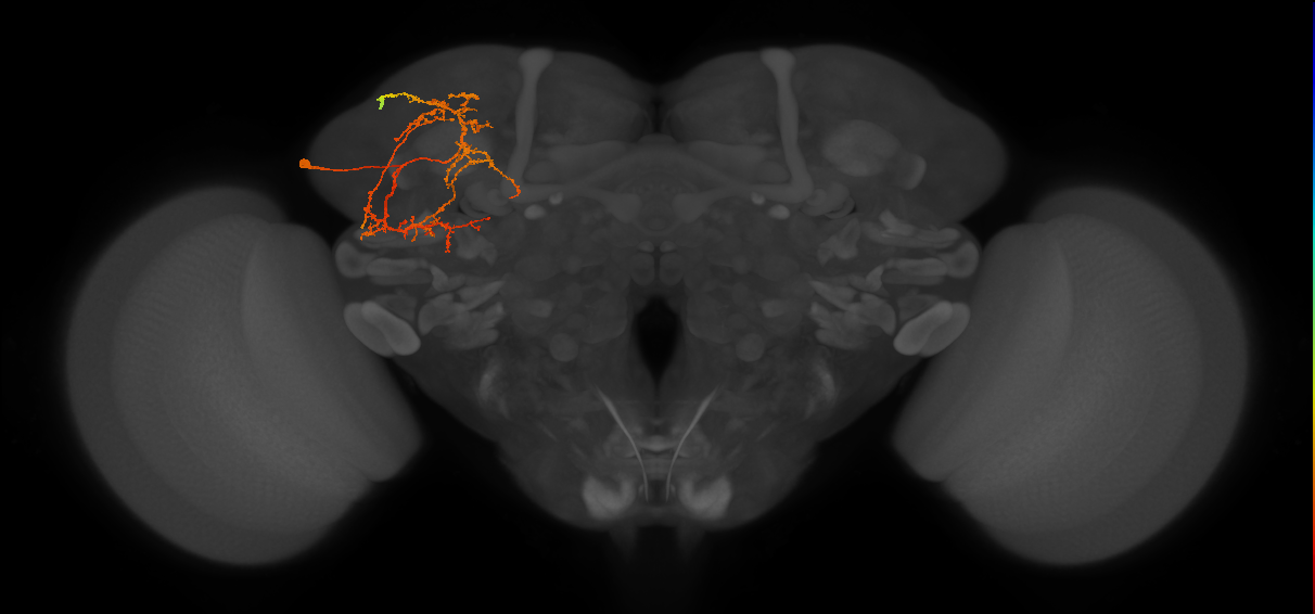 adult SLPpl2 lineage neuron