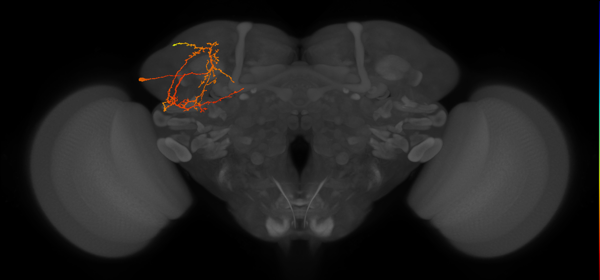 SLP360_d_L (MaleCNS:83383)