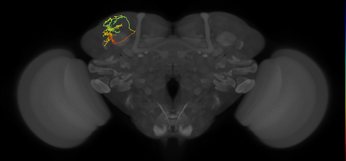 SLP369_L (MaleCNS:137775)