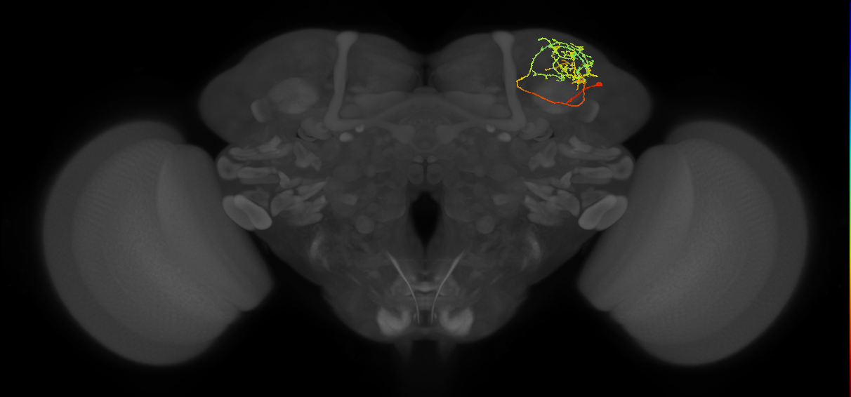 SLP369_R (MaleCNS:79933)