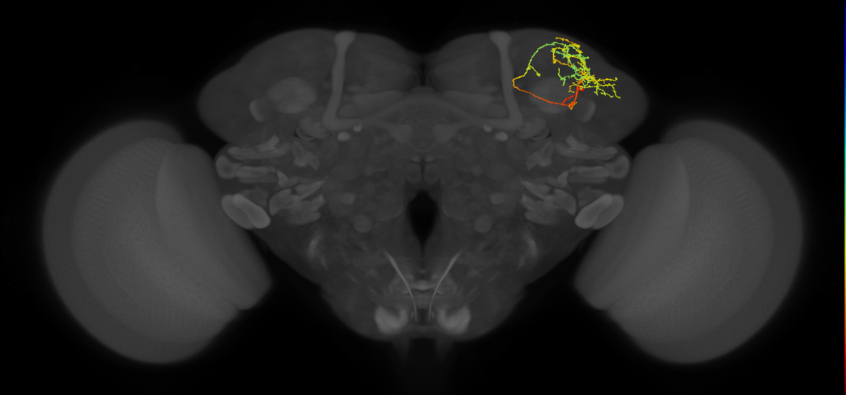 SLP369_R (MaleCNS:79967)