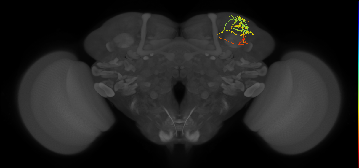 SLP369_R (MaleCNS:123302)