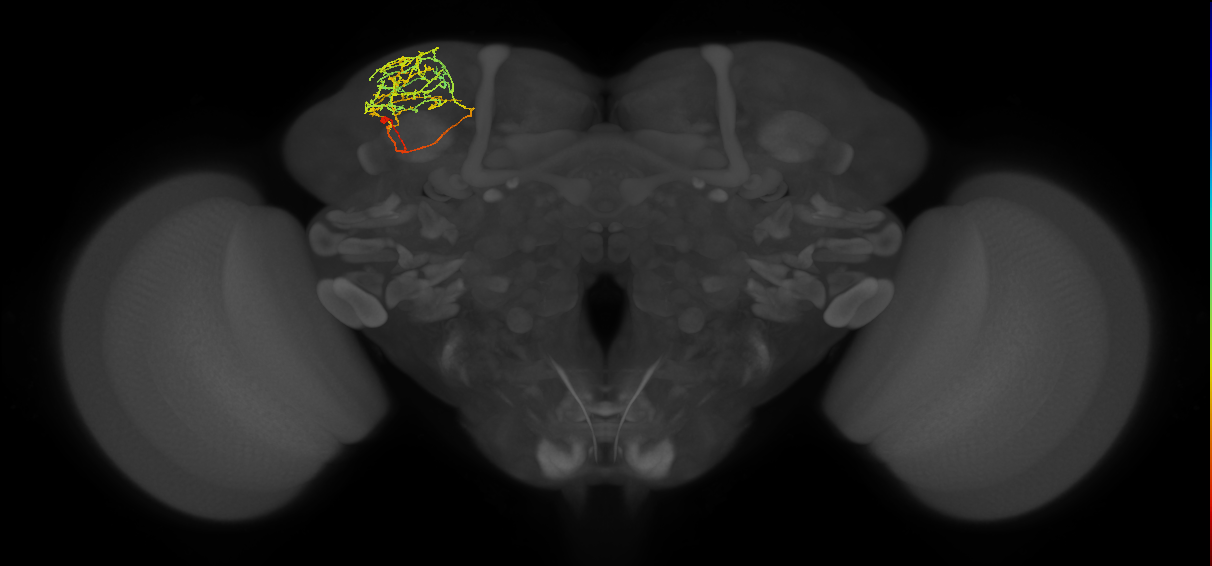 SLP369_L (MaleCNS:129244)