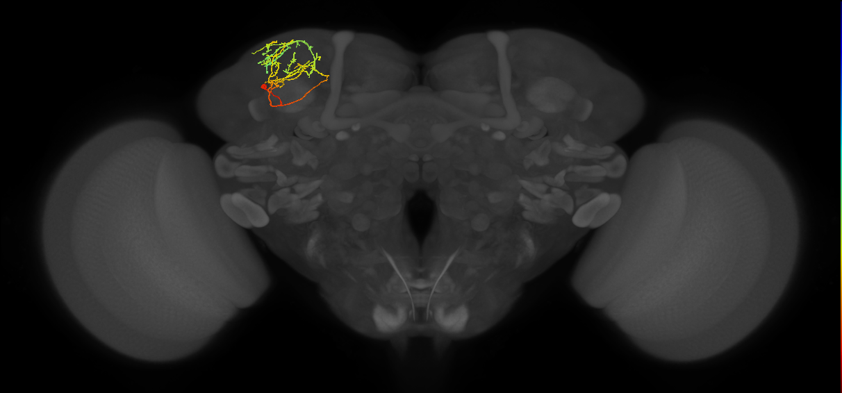SLP369_L (MaleCNS:95088)