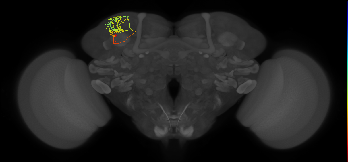 SLP369_L (MaleCNS:83918)