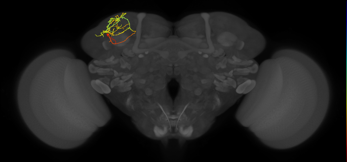 SLP369_L (MaleCNS:150775)
