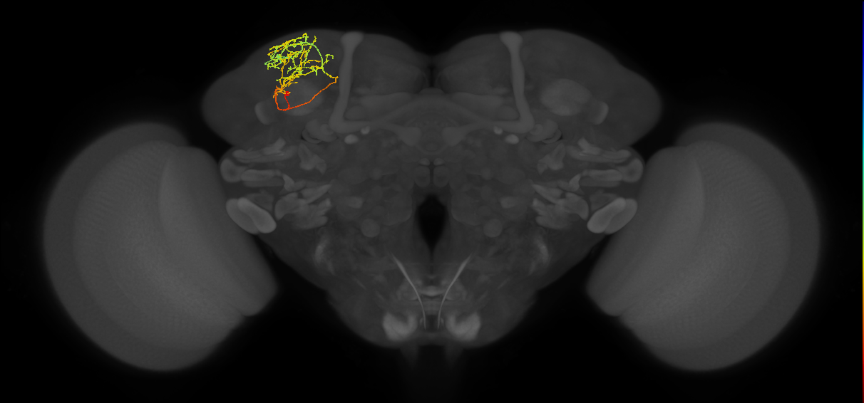 SLP369_L (MaleCNS:111597)