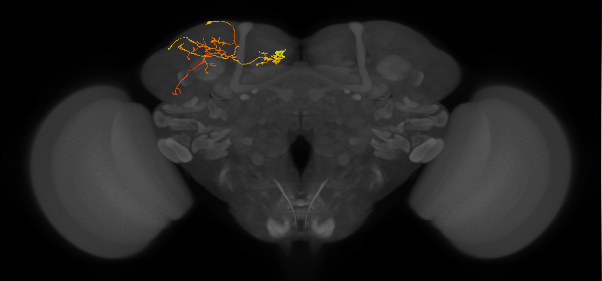 SLP402_a_L (MaleCNS:38911)