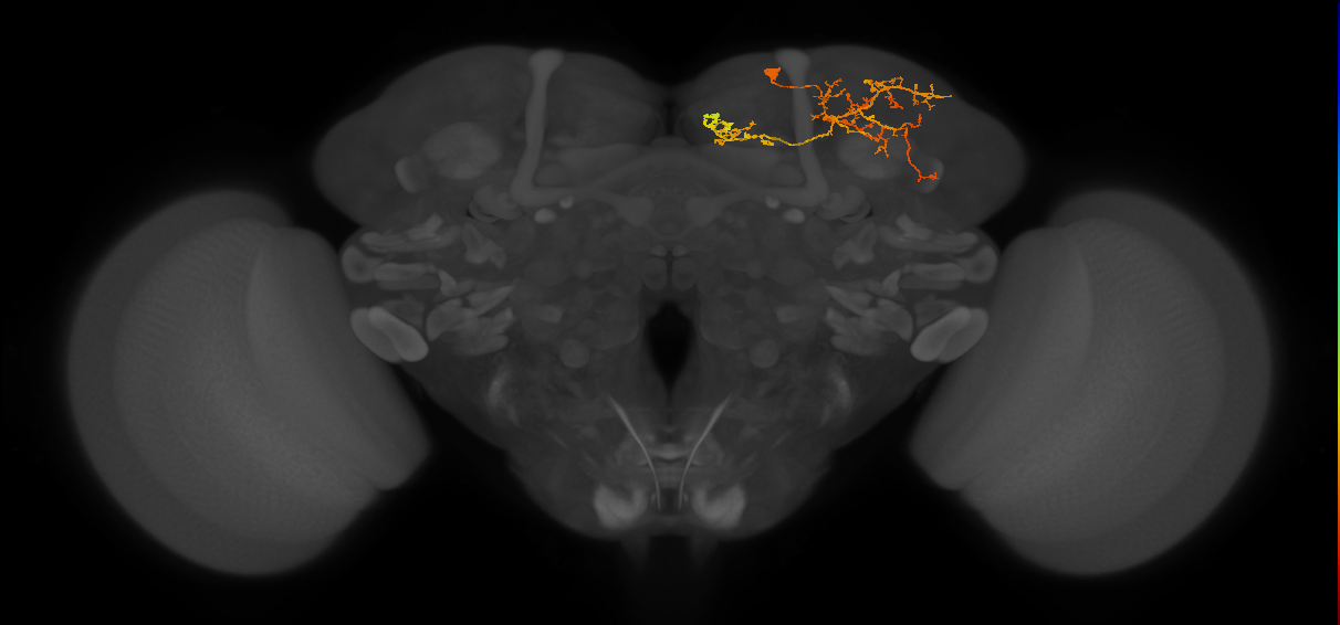 SLP402_b_R (MaleCNS:80846)