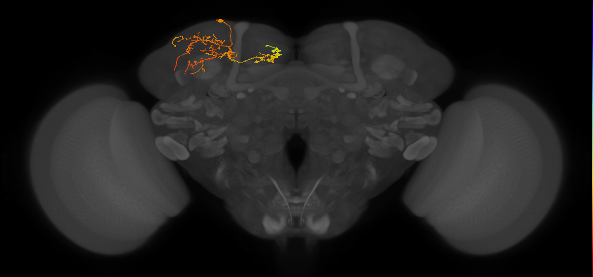 SLP402_b_L (MaleCNS:65023)