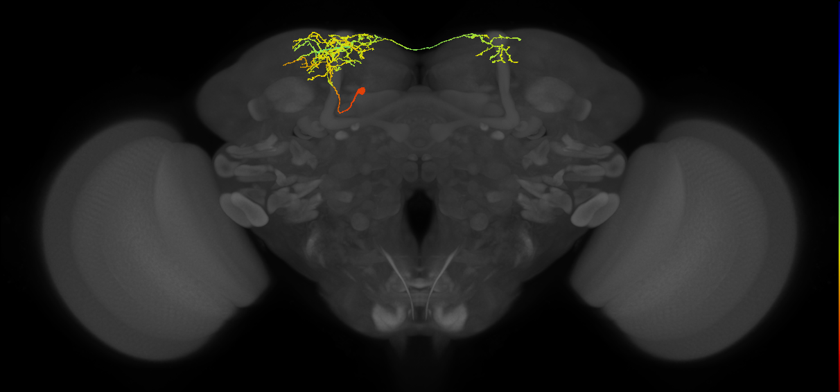SLP405_L (MaleCNS:55341)