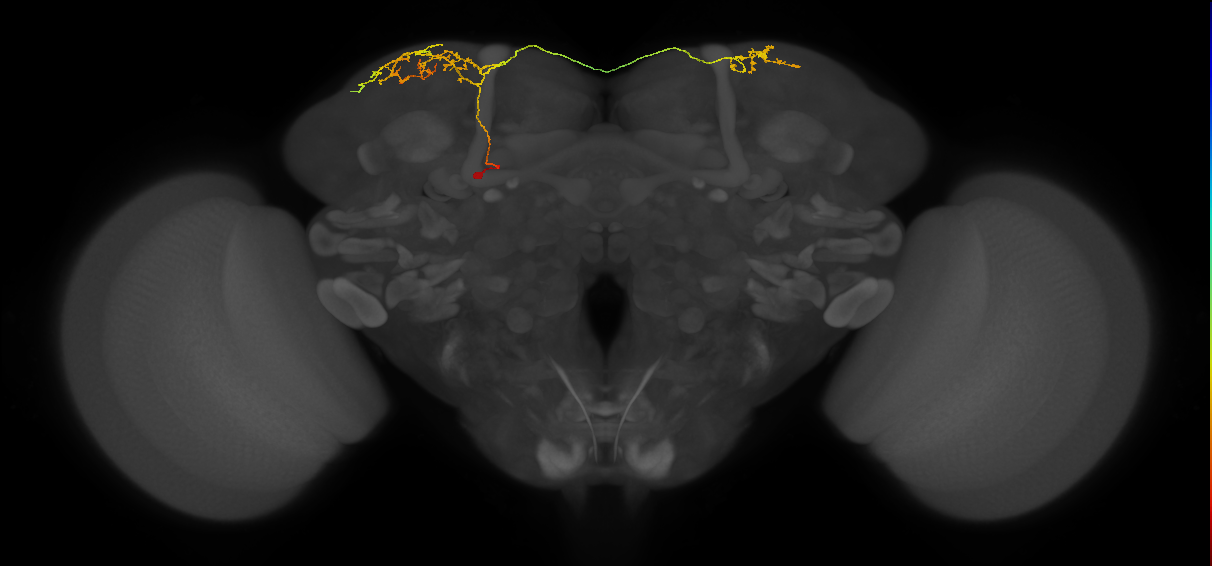 SLP405_a_L (MaleCNS:111890)