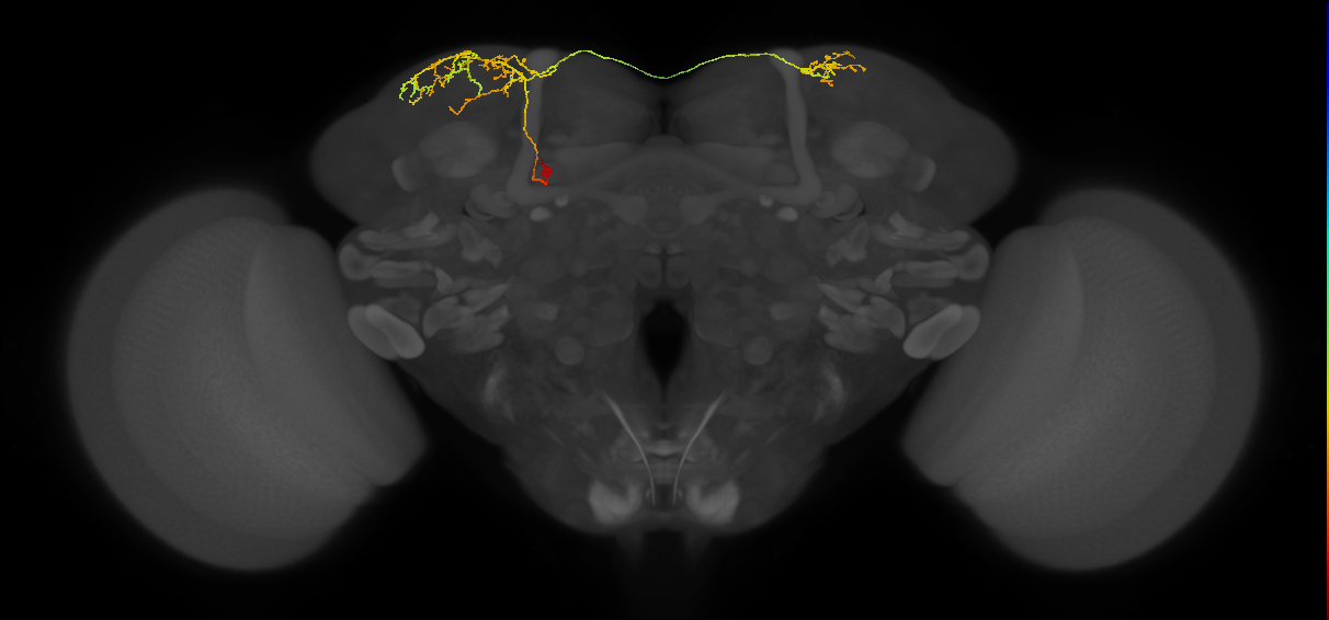 SLP405_a_L (MaleCNS:129423)
