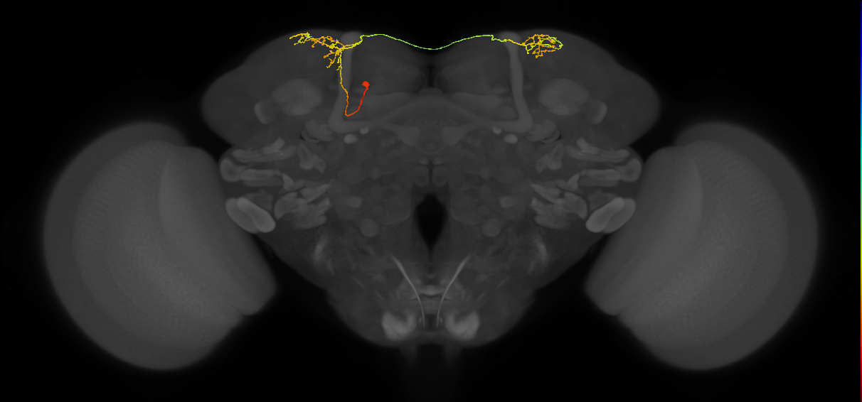 SLP405_a_L (MaleCNS:133454)