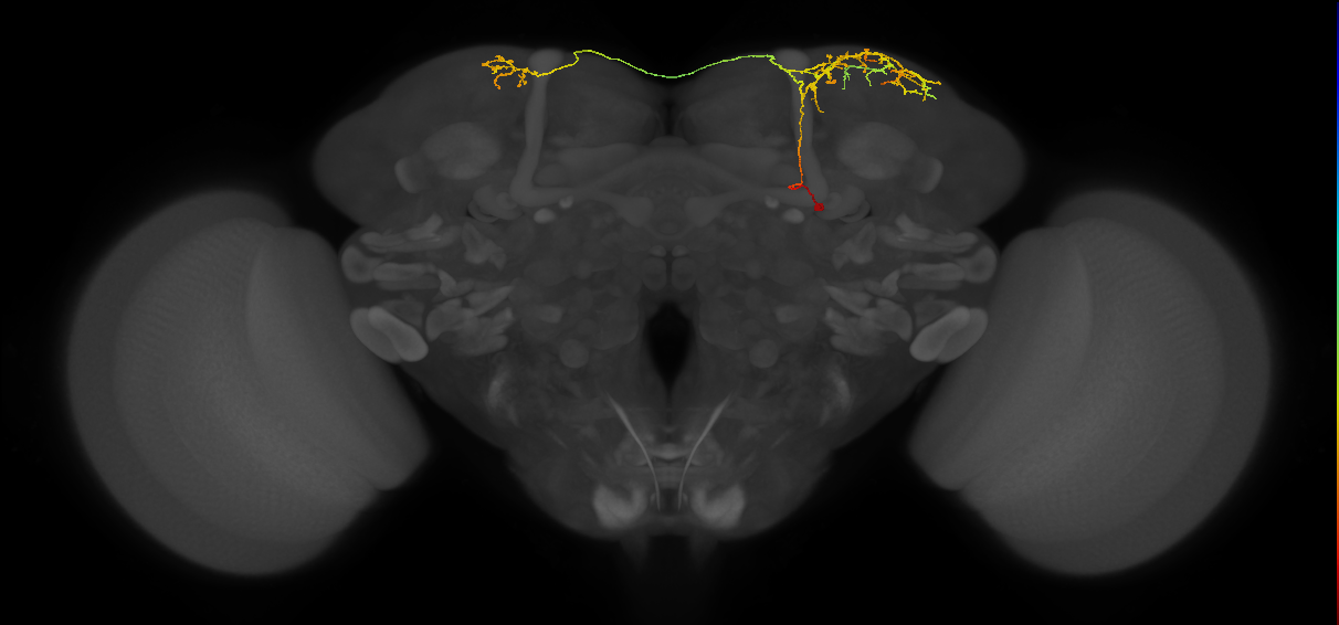 SLP405_a_R (MaleCNS:136243)