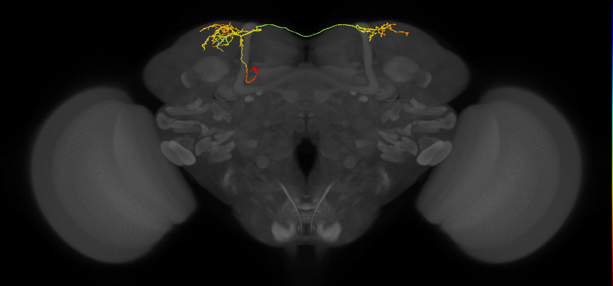 SLP405_a(hb5813008928)_L (MaleCNS:70308)
