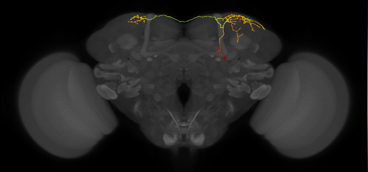 SLP405_a_R (MaleCNS:112925)