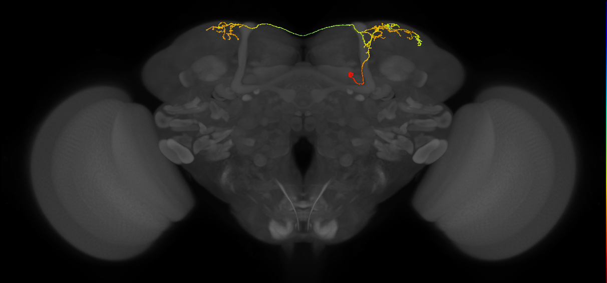SLP405_a_R (MaleCNS:356699)