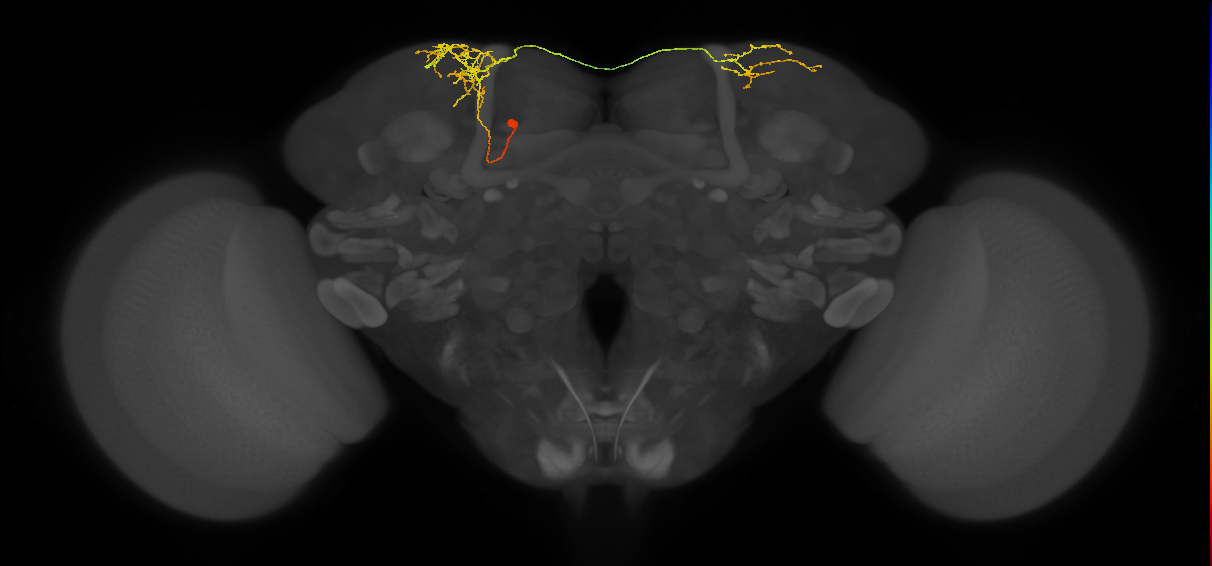 SLP405_b_L (MaleCNS:62504)