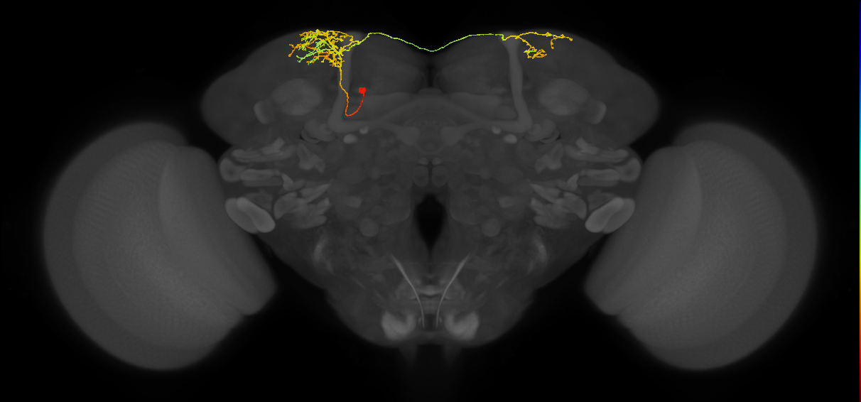 SLP405_b_L (MaleCNS:76398)