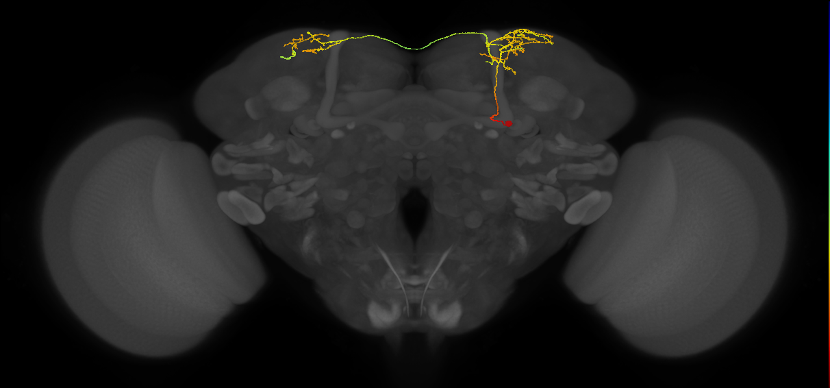 SLP405_b_R (MaleCNS:33569)