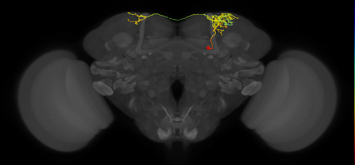 SLP405_b_R (MaleCNS:58920)