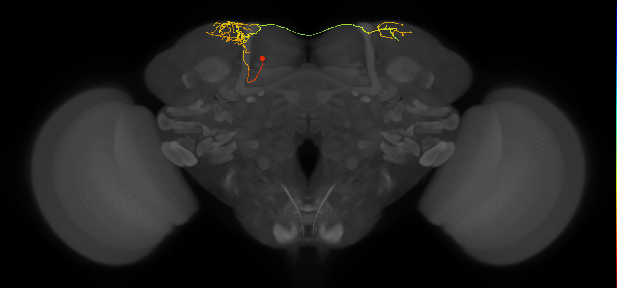 SLP405_b_L (MaleCNS:49524)