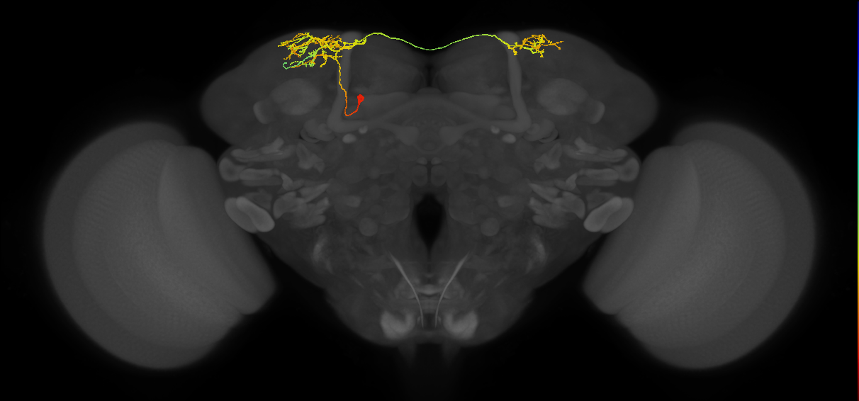 SLP405_c_L (MaleCNS:30162)