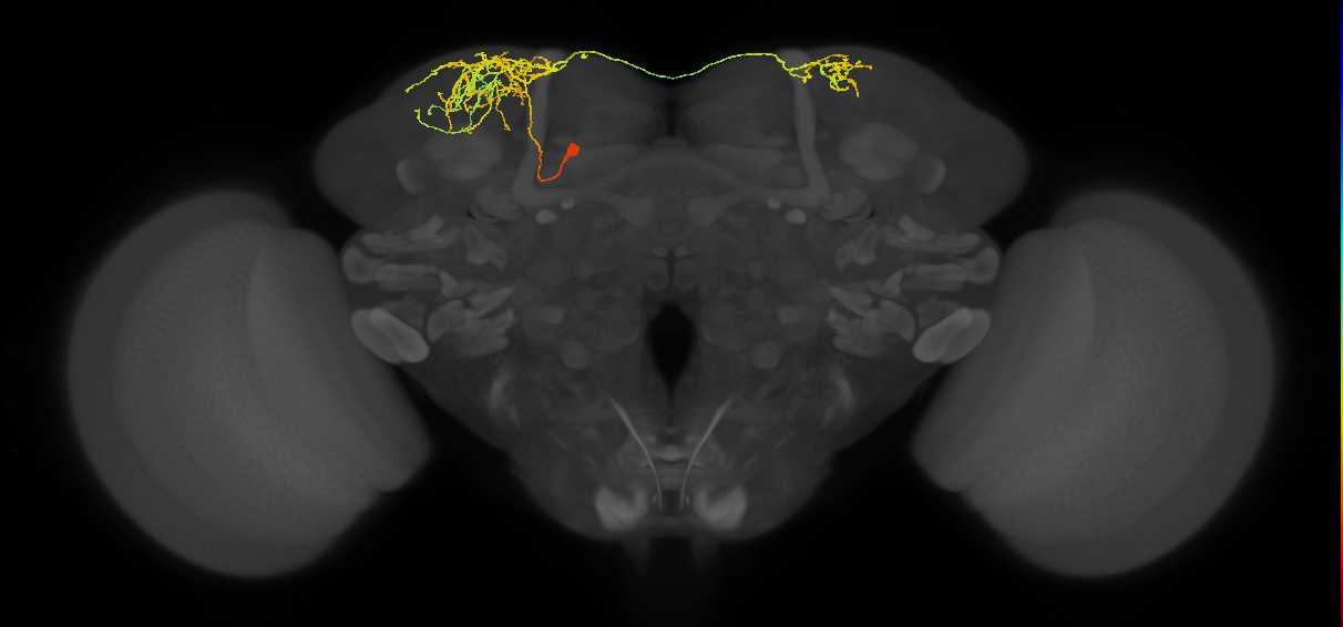 SLP405_c_L (MaleCNS:25678)