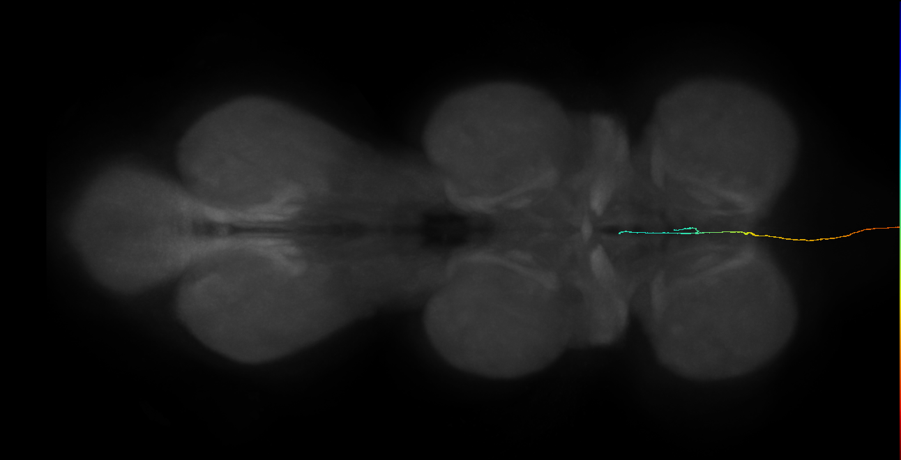 SLP406_R (MaleCNS:70757)