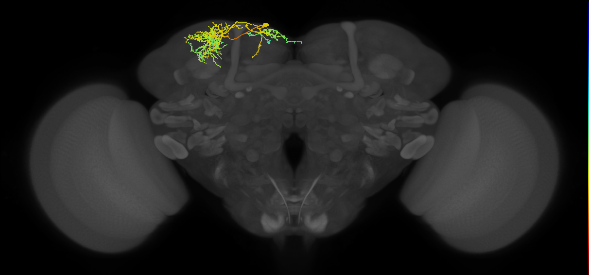 SLP421_L (MaleCNS:15169)