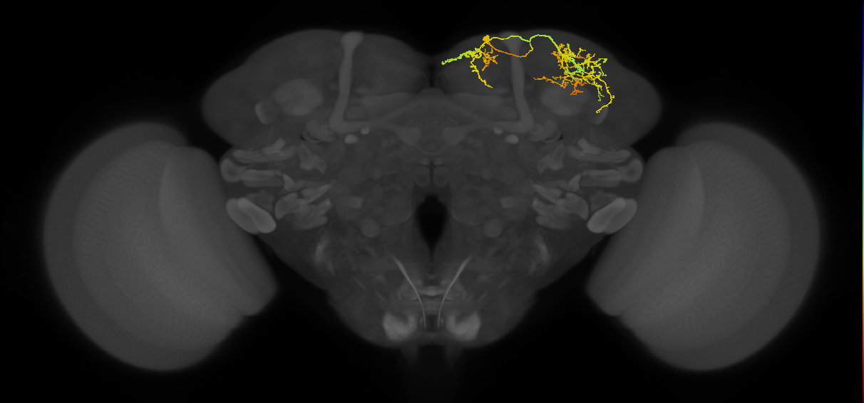 SLP429_R (MaleCNS:51539)