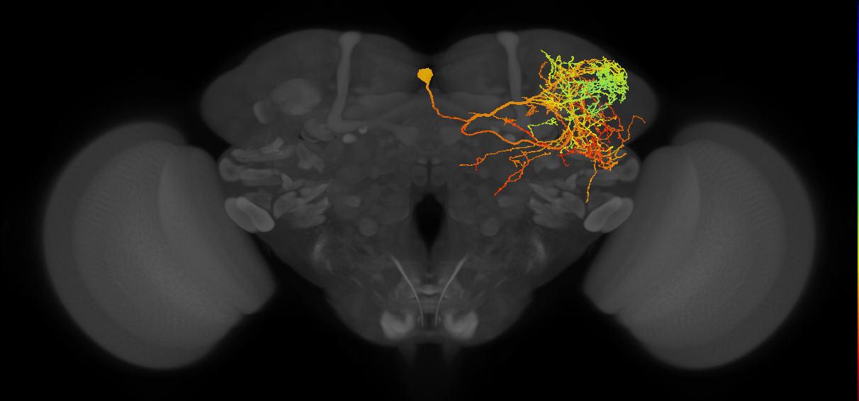 adult SLPpm4 lineage neuron