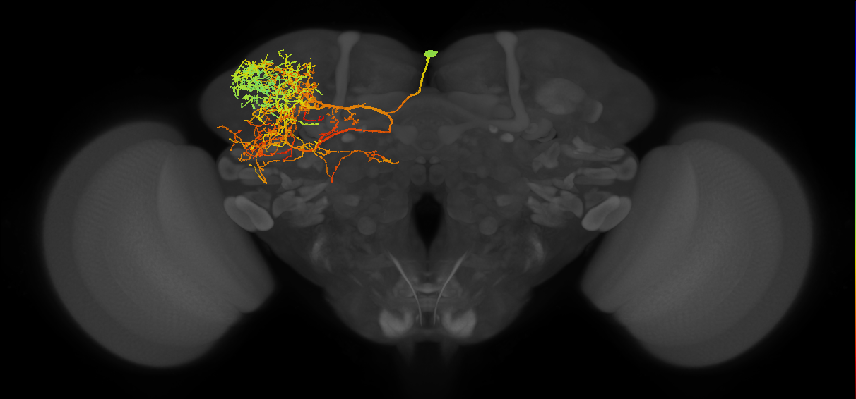 adult SLPpm4 lineage neuron