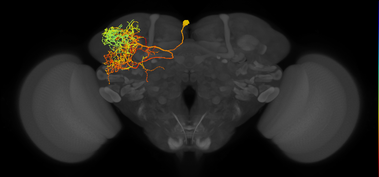 adult SLPpm4 lineage neuron