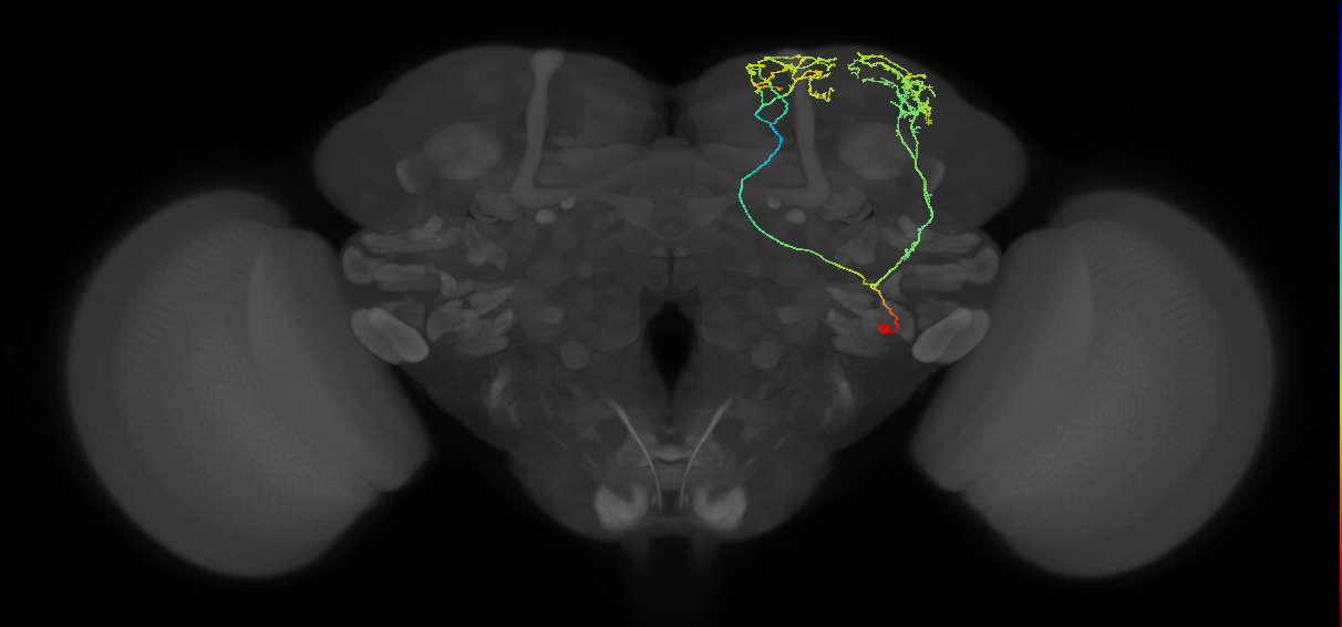 SLP450_R (MaleCNS:27945)
