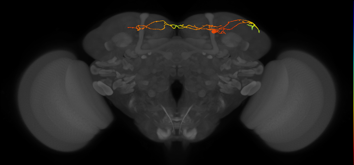 SLP463_R (MaleCNS:531432)