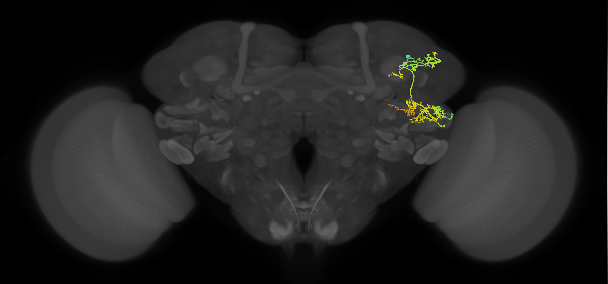 SLP467_R (MaleCNS:38162)