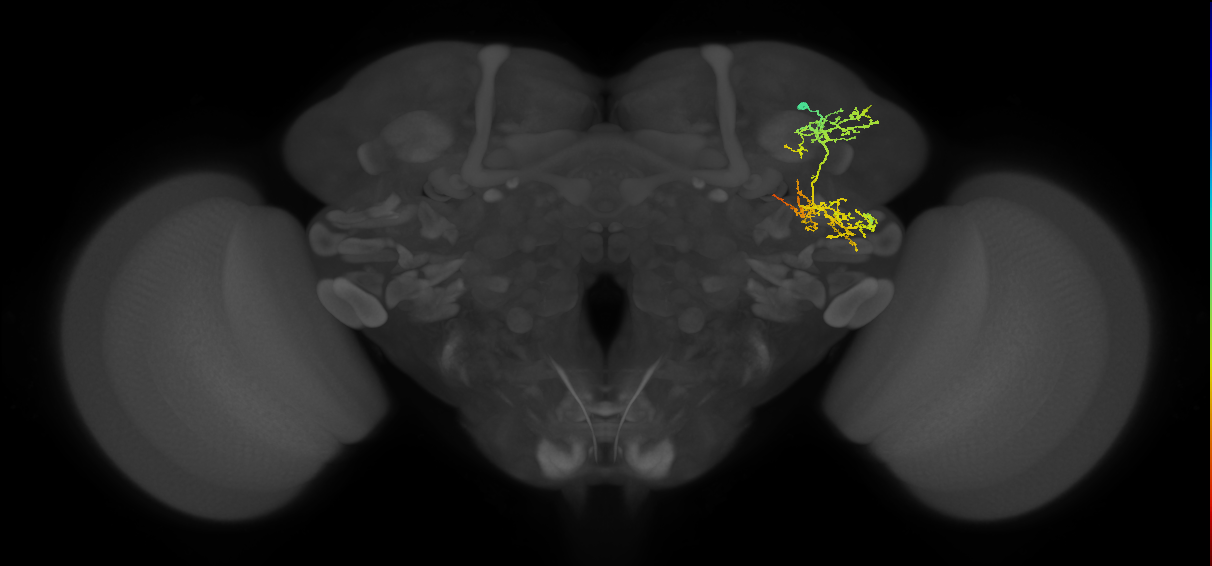 SLP467_R (MaleCNS:39733)