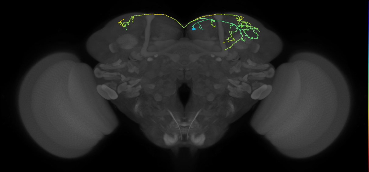 SMP105_b_R (MaleCNS:106022)