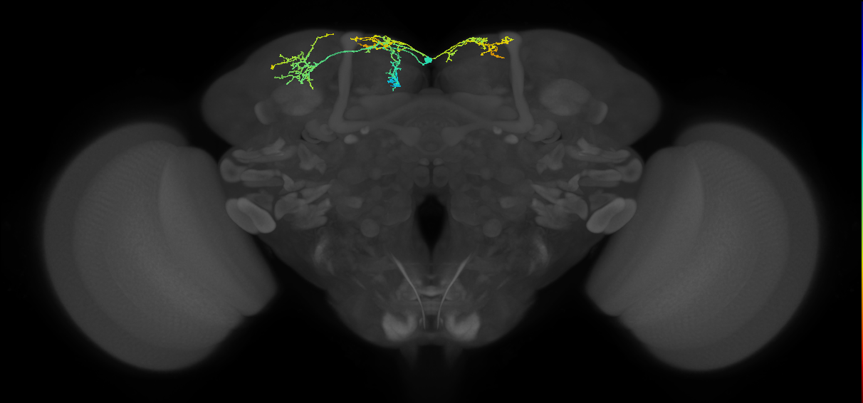 adult SMPad1 lineage neuron