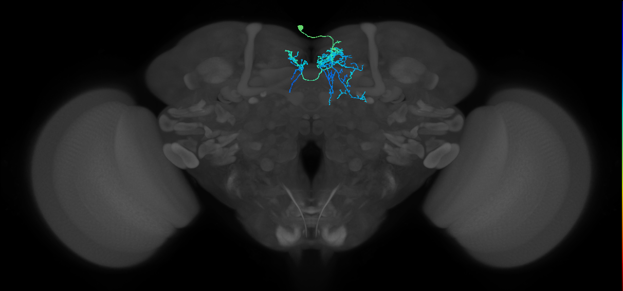 adult SMPad3 lineage neuron