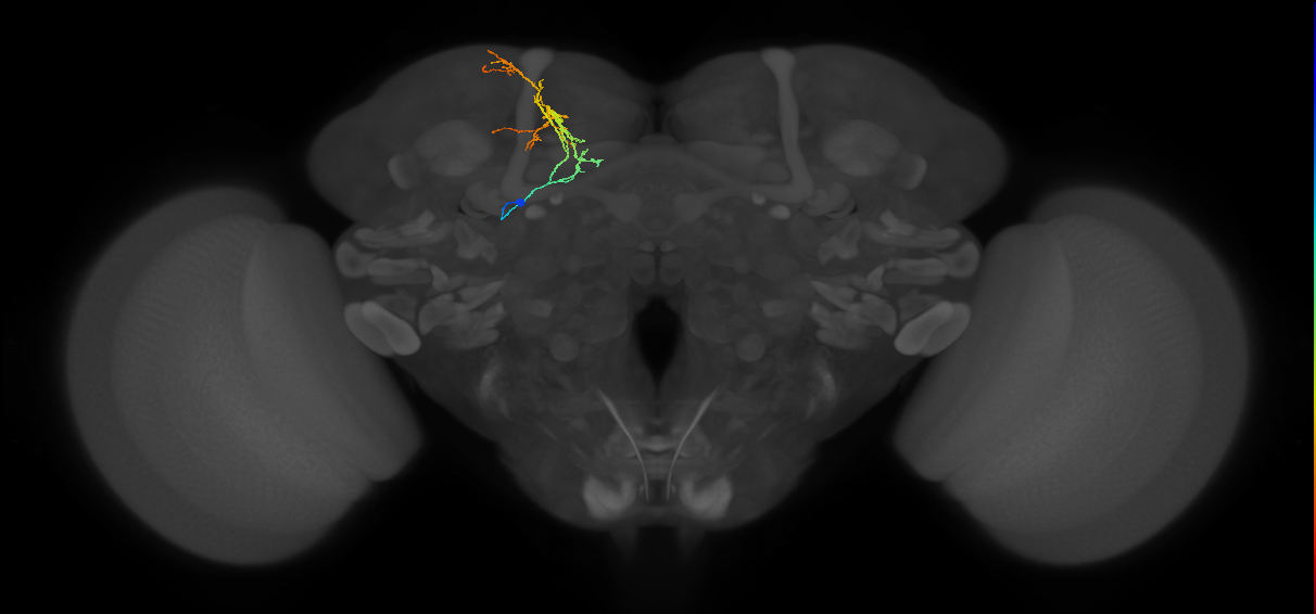 SMP166_L (MaleCNS:93341)