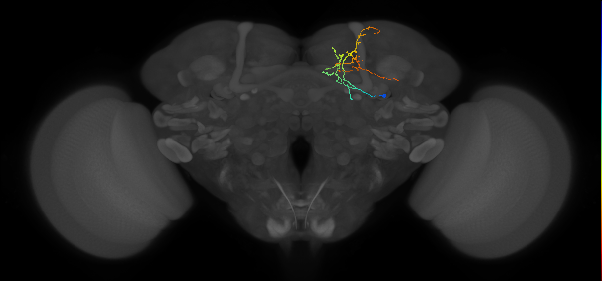 adult EBa1 lineage neuron