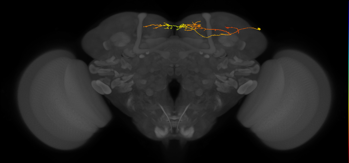 adult SLPpl1 lineage neuron