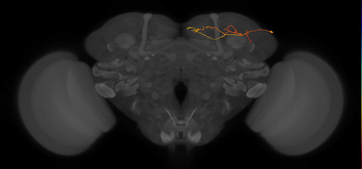 adult SLPpl1 lineage neuron