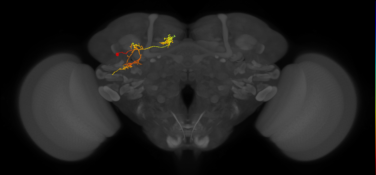 adult CLp2 lineage neuron
