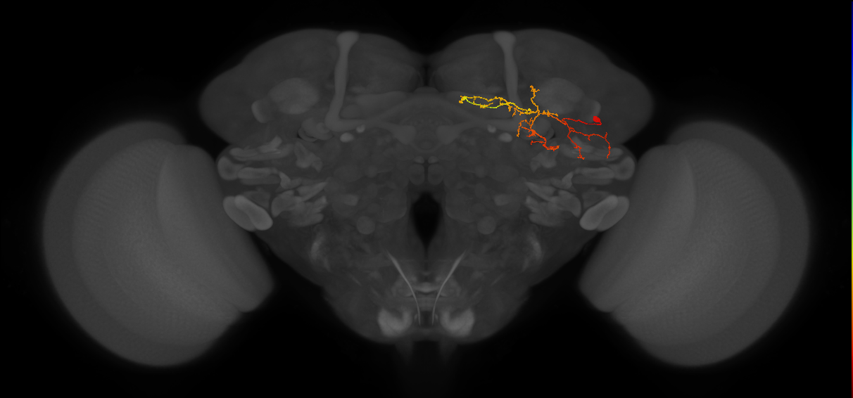 adult CLp2 lineage neuron