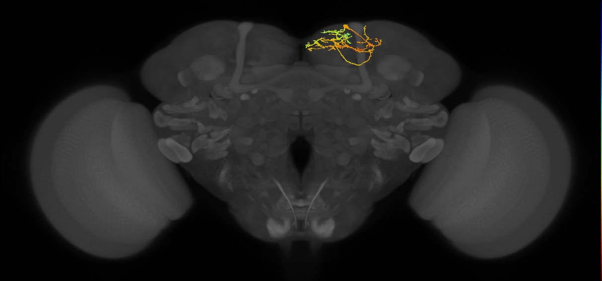 adult SMPpd1 lineage neuron