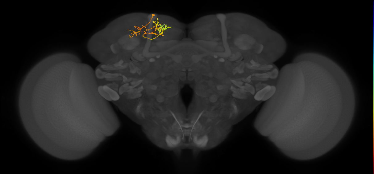 adult SMPpd1 lineage neuron